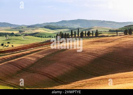 Tipico paesaggio toscano di campi rurali, cipressi lungo una stradina stretta, colline sullo sfondo e un cielo limpido. Val d'Orcia, Italia Foto Stock