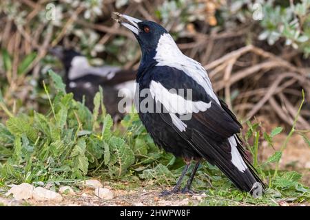 Magpie australiana (Gymnorhina tibicen) in piedi all'aperto Foto Stock