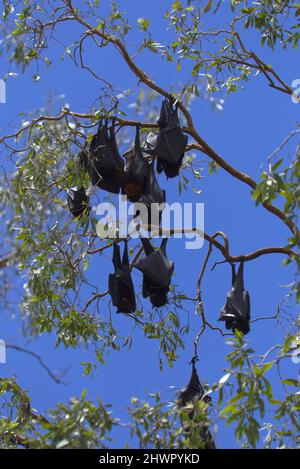 Pipistrelli di frutta che riposano a Miriam vale Queensland Australia Foto Stock