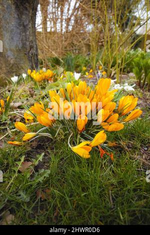 Bel cocco in primavera. Bel cocco nel mio giardino in primavera. Foto Stock