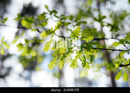La prima molla lascia srotolare dolcemente sulla quercia Foto Stock