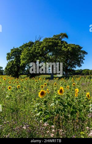 Un campo di vivaci girasoli in Sussex Foto Stock