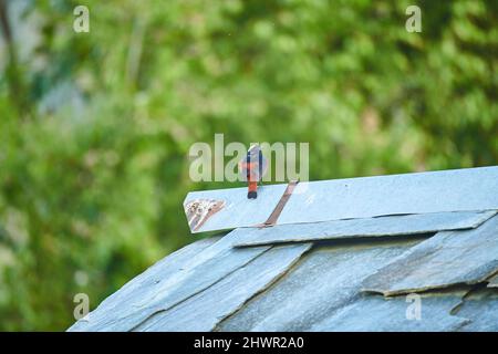 Acqua bianca capped Redstart seduto su un tetto di tegole di ardesia a Sidhpur, Himachal Pradesh India Foto Stock