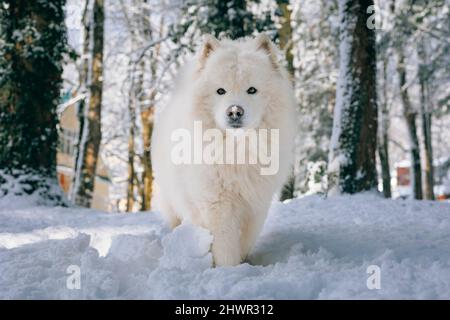 Cane Samoyed che cammina sulla neve nella foresta Foto Stock