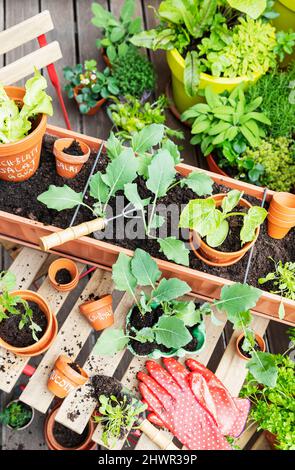 Piantagione di varie erbe e verdure sul balcone giardino Foto Stock