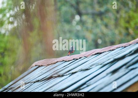 Acqua bianca capped Redstart seduto su un tetto di tegole di ardesia a Sidhpur, Himachal Pradesh India Foto Stock