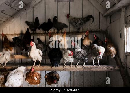 Galline in polli coop in fattoria Foto Stock