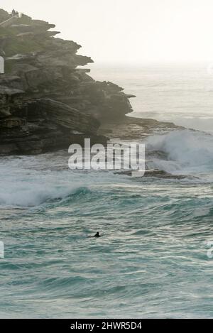 La gente cammina lungo una scogliera e un boogie boarder solitaria si stende mentre le onde si infrangono sulla costa rocciosa in una mattinata di nebbia a Bronte Beach, Sydney Foto Stock