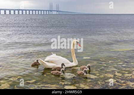 Il cigno adulto nuota con i cigneti vicino alla riva dello stretto di suono con il ponte di Oresund sullo sfondo Foto Stock