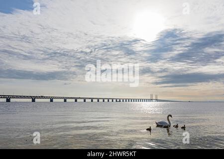 Il cigno adulto nuota con i cigneti vicino alla riva dello stretto di suono con il ponte di Oresund sullo sfondo Foto Stock