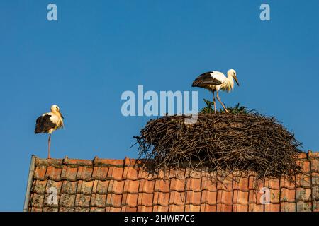 Due cicogne nidificano sul tetto in tegole Foto Stock