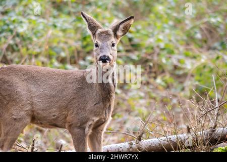 Ritratto di capriolo (Capreolus capreolus) in piedi all'aperto Foto Stock
