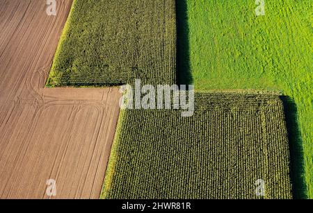 Vista del drone del campo di mais e del campo di mietitura Foto Stock