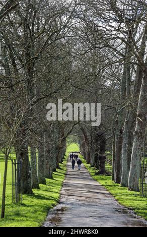 I visitatori che arrivano al Mount Edgcumbe Park sulla penisola di Rame nella Cornovaglia sud-orientale attraverso la storica ‘Avenue’ di alberi. Foto Stock