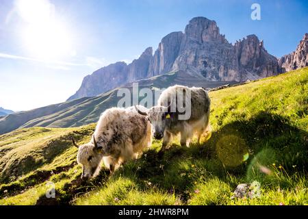 Italia, Alto Adige, sole estivo che brilla su due yaks pascolo in prati alpini con Langkofel e Plattkofel montagne sullo sfondo Foto Stock