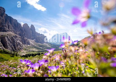 Italia, Alto Adige, veduta panoramica del Gruppo Sella nel Passo Gardena in estate con fiori in fiore in primo piano Foto Stock