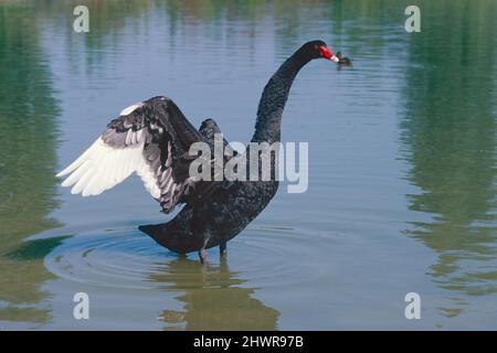Cigno nero ad ali aperte in un lago, Cygnus atratus, Anatidae Foto Stock