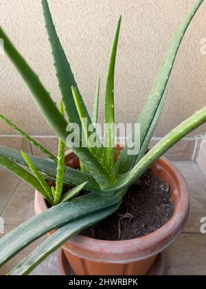 Vista dall'alto di un'aloe vera sana e in crescita in un flowerpot in giardino. Foto Stock