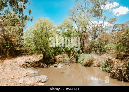 Alberi che crescono lungo le rive del fiume Ewaso Ngiro in Kenya Foto Stock