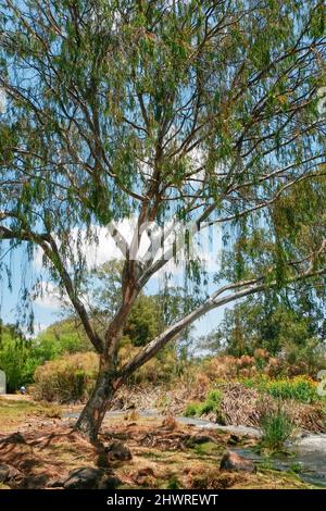 Alberi che crescono lungo le rive del fiume Ewaso Ngiro in Kenya Foto Stock