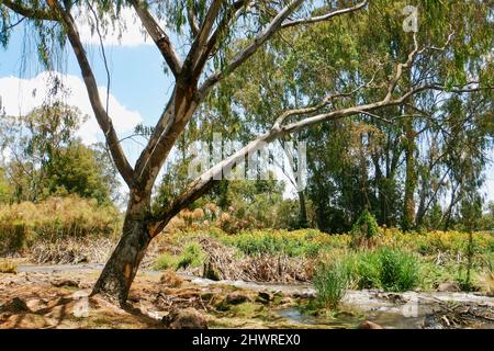 Alberi che crescono lungo le rive del fiume Ewaso Ngiro in Kenya Foto Stock