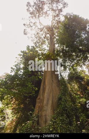 Alberi che crescono lungo le rive del fiume Ewaso Ngiro in Kenya Foto Stock