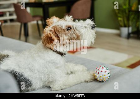 Ritratto laterale di cane allegro con palla sdraiato sul divano in casa accogliente interno, spazio copia Foto Stock