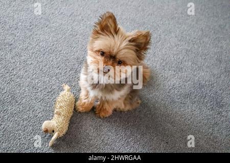 Piccolo carino cioccolato morbido cucciolo colorato con giocattolo Foto Stock