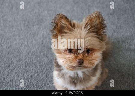 Piccolo carino cioccolato colorato soffice cucciolo cane Foto Stock