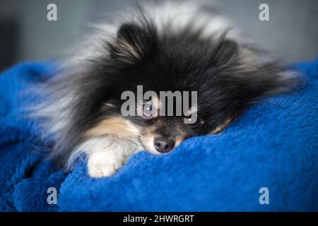 Pomeranian Spitz si trova sul divano di casa Foto Stock
