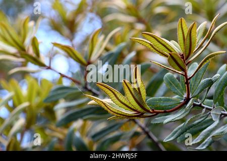 Sfondo naturale di colorate foglie retroilluminate del nativo australiano Fern Leaved Banksia, Banksia oblongifolia, famiglia Proteaceae, a Sydney Foto Stock