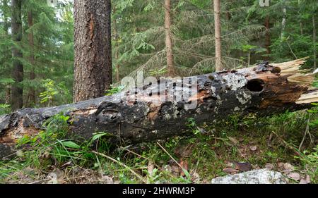Caduto aspen europeo, albero di Populus tremula danneggiato da insetti in foresta naturale incontaminata mista a dalarna, Svezia Foto Stock