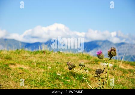 Monte Bianco coperto di neve in estate. Vista da Cret de Chatillon (Francia). Fuoco selettivo sul fiore di Thistle in primo piano. Foto Stock