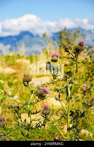 Monte Bianco coperto di neve in estate. Vista da Cret de Chatillon, Francia. Fuoco selettivo sul fiore di Thistle in primo piano. Foto Stock