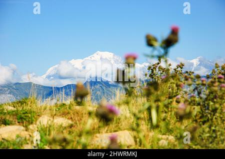 Monte Bianco coperto di neve in estate. Vista da Cret de Chatillon, Francia. Fuoco selettivo sulle montagne blurry il fiore del cardo in primo piano Foto Stock