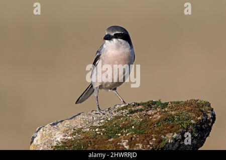 Grande Shrike meridionale, Calera y Chozas, Spagna, aprile 2017 Foto Stock