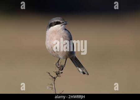 Grande Shrike meridionale, Calera y Chozas, Spagna, aprile 2017 Foto Stock