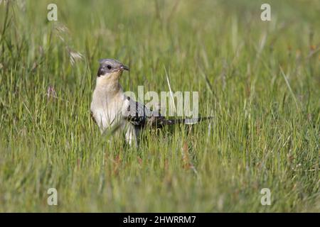 Great Spoted Cuckoo, Calera y Chozas, Spagna, aprile 2017 Foto Stock