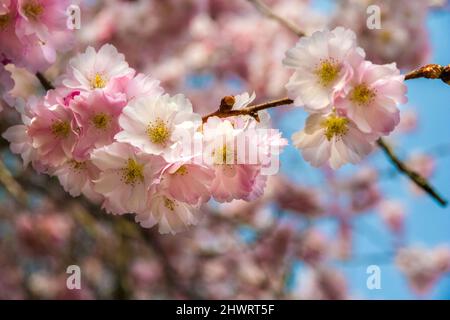 Splendida vista ravvicinata dei ciliegi ornamentali giapponesi (Prunus serrulata) su un ramo in primavera nel famoso giardino di Palazzo Schwetzingen,... Foto Stock