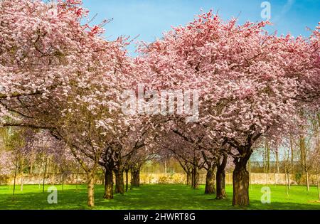 Bella vista di un viale di ciliegi ornamentali giapponesi in fiore (Prunus serrulata) nel famoso giardino del Palazzo Schwetzingen in Germania. Foto Stock