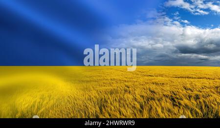 Simbolo dell'Ucraina - bandiera nazionale Ucraina blu-gialla con primo piano di raccolta di spighe di segale di grano dorato mature sotto un cielo blu chiaro sullo sfondo Foto Stock