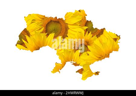 Mappa di Ucraina da grandi girasoli isolati su sfondo bianco Foto Stock