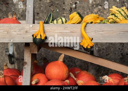 gli squash colorati disposti per la vendita ad una bancarella del mercato di legno Foto Stock