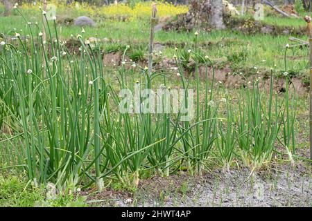 primo piano il mazzo di cipolle verdi mature piante con semi che crescono in azienda su sfondo verde marrone fuori fuoco. Foto Stock