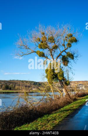 Large Tree with Mistletoes (album di Viscum) Foto Stock