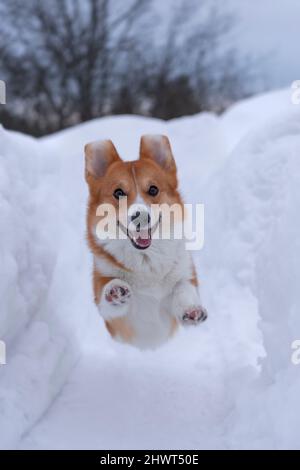 sorridendo divertente cane rosso della razza corgi gallese pembroke in un salto tra le nevicate in inverno Foto Stock
