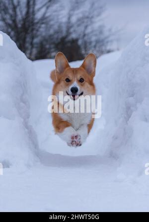 sorridendo divertente cane rosso della razza corgi gallese pembroke in un salto tra le nevicate in inverno Foto Stock