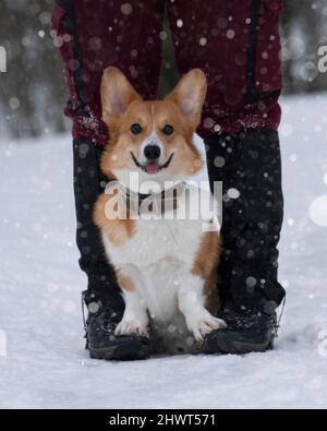 Carino gallese corgi pembroke cane seduto al proprietario dei piedi un percorso nevoso sullo sfondo di una foresta invernale gelida. Grandi orecchie. Guardando la fotocamera Foto Stock