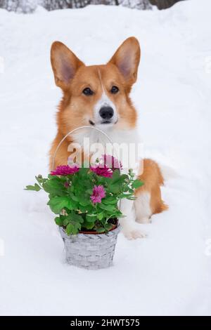 carino cane rosso gallese corgi pembroke con cesto di fiori sulla neve d'inverno. Foto Stock
