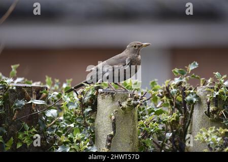 Profilo destro, primo piano immagine di un Blackbird comune femminile (Turdus merula) appollaiato sulla cima di un Holly Tree Stump in un giardino in Inghilterra, in primavera Foto Stock